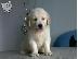 PoulaTo: Kαλή τιμή!!!.Πουλάω όμορφα κουτάβια ράτσα GOLDEN RETRIEVER- Γκολντεν Ριτριβερ-250 euro...